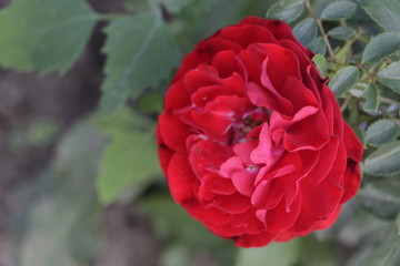 red rose in the garden