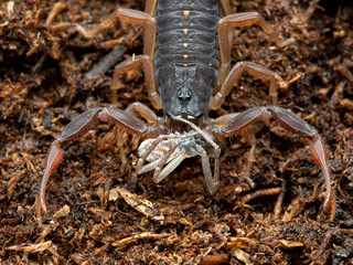 juvenile brown bark scorpion, Centruroides gracilis, feeding on a male Philodromus crab spider, close-up, front view
