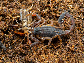 juvenile brown bark scorpion, Centruroides gracilis, feeding on a cricket, on soil, from above