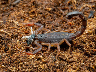 juvenile brown bark scorpion, Centruroides gracilis, feeding on a male Philodromus crab spider, side view