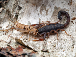 juvenile brown bark scorpion, Centruroides gracilis, feeding on a cricket, on bark, side view