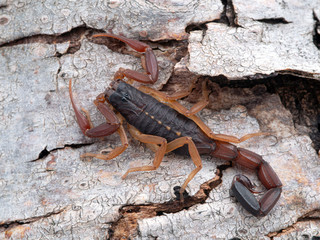 juvenile brown bark scorpion, Centruroides gracilis, on bark, from above