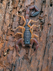 juvenile brown bark scorpion, Centruroides gracilis, on bark, vertical