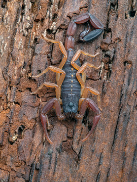 juvenile brown bark scorpion, Centruroides gracilis, on bark, vertical