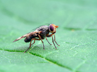 Picture-winged fly, Ulidiidae  species, on leaf, side view