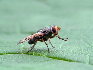 Picture-winged fly, Ulidiidae  species, on leaf grooming its front legs, side view