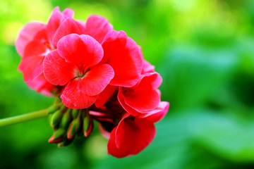 Geranium on a beautiful green background