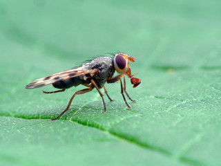 Picture-winged fly, Ulidiidae  species, on leaf with proboscis extended, side view