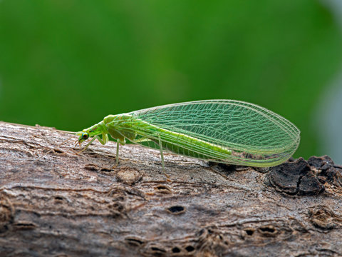 green lacewing, Family Chrysopidae, on a branch, side view