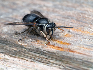 bald faced hornet, Dolichovespula maculata, chewing old wood for nest building, front view