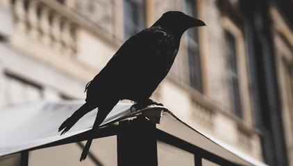 crow