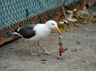 Seagull Enjoys Dinner of Fisherman's Discarded Crab Bait
