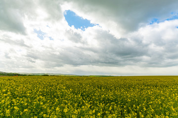 Rapeseed field with yellow rapeseed flowers under a cloudy sky