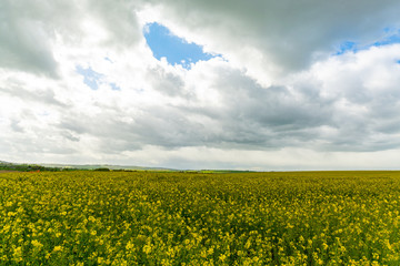 Obraz premium Rapeseed field with yellow rapeseed flowers under a cloudy sky