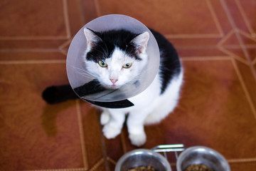 Black-white cat with plastic medical collar is sitting on a floor of kitchen near to bowls with cat food.