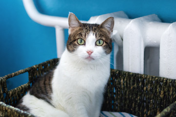 Adorable white tabby cat with green eyes is sitting in cat bed near to heater and looking into the camera.