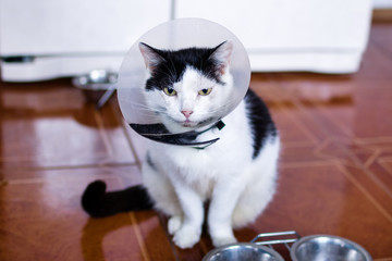 Black-white cat with plastic medical collar is sitting on a floor of kitchen near to fridge and bowls with cat food.