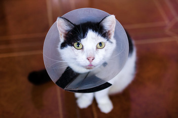 Beautiful black-white cat with plastic medical collar is sitting on a floor and looking into the camera.