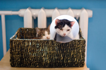Black-white cat with plastic medical collar and white tabby cat sitting in cat bed near to heater.
