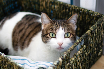 Adorable white tabby cat with green eyes is lying in cat bed near to heater and looking into the camera.