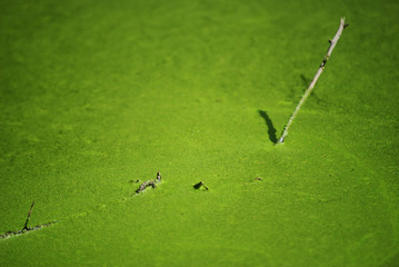 verde