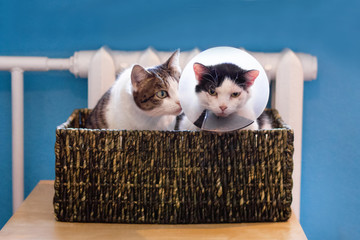Black-white cat with plastic medical collar and white tabby cat sitting in cat bed near to heater.