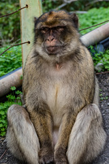 Berberaffe Macaca sylvanus Affe Fels von Gibraltar