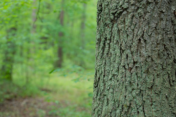 old oak tree trunk in forest