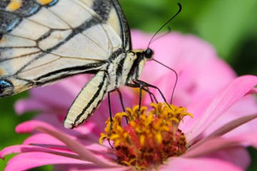 Butterfly on zinnia 