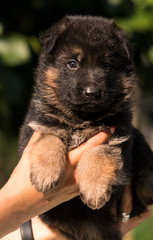 little puppy breed German shepherd
