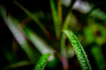 Green leaves with water drops on a black background