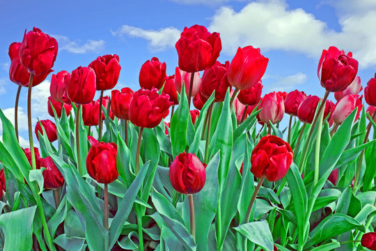Blossoming red tulips in the fields
