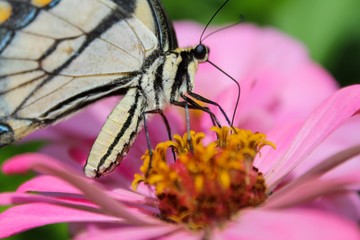 Eastern Tiger Swallowtail Butterfly on Pink Zinnia