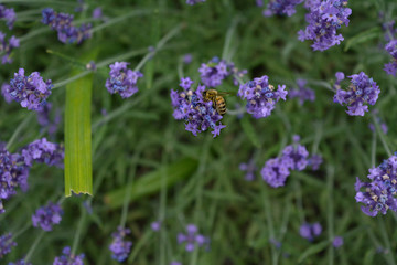 bee on a lavender