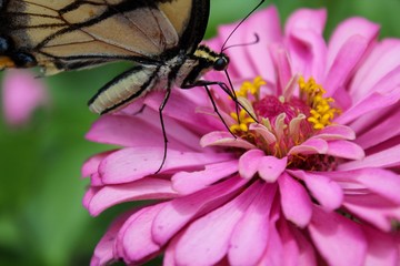 Eastern Tiger Swallowtail Butterfly on Pink Zinnia
