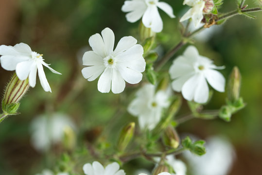 Silene latifolia, white campion flower macro