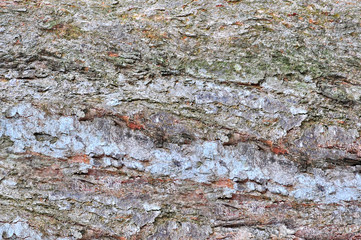 Old Wood Tree Texture Background