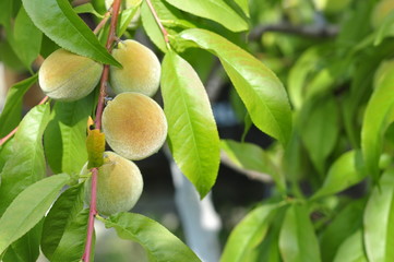 Slightly unripe peaches ripen on a tree in the sun