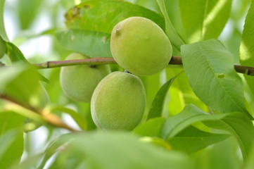 Slightly unripe peaches ripen on a tree in the sun