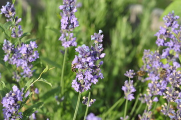 Bee pollinating a lavender flower in a summer flower bed for honey production