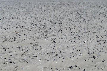 Strand mit Muscheln