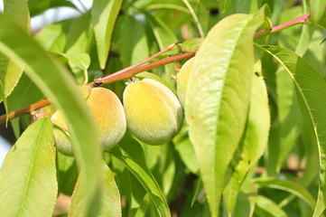 Slightly unripe peaches ripen on a tree in the sun