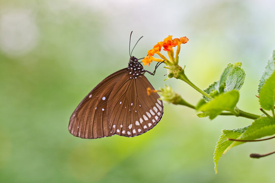 Beautiful Butterfly On Flower. Butterfly Plays Key Role In Our Ecosystem. Save Butterfly