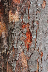 tree bark in the background
