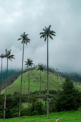 Fototapeta na wymiar bosque de palmas