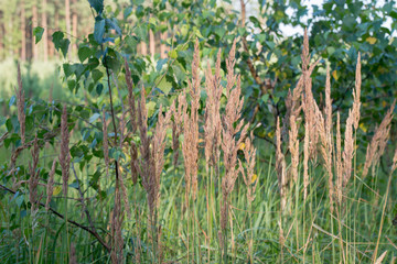 Calamagrostis epigejos, wood small-reed, bushgrass grass inflorescence