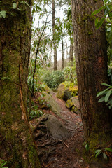 Hiking trail bookmarked by two trees, Great Smoky Mountains National Park