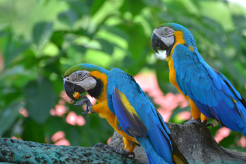 A blue and yellow parrots