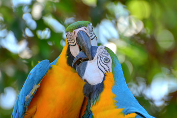 A blue and yellow parrots