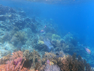 Fototapeta na wymiar Coral reefs with several yellow and stripy fish